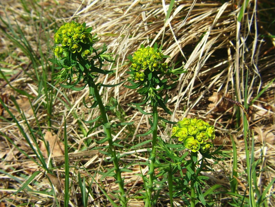 Euphorbia cyparissias